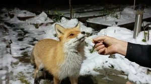 (892) Лиса приходит в гости. Декабрь 2024