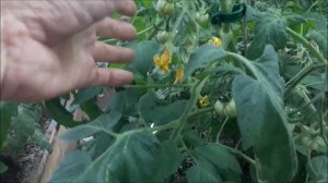 Подкормка томатов в теплице в начале плодоношения.