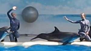 Коктебельский дильфинарий! Класс!
