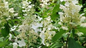 Гортензия Саржента и другие.Характеристика и уход.