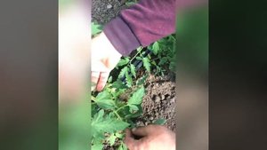 Как тукать ПОМИДОРЫ и убирать пасынки??/