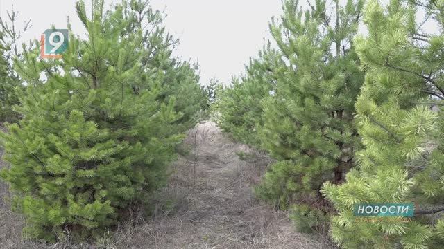 "Праздник к нам приходит": на городских площадях установили ёлки