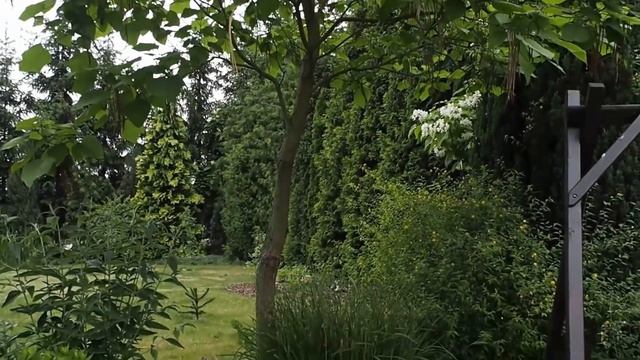 Katalpa zwyczajna i ovata to cuda lecznicze naszego świata! смотреть онлайн