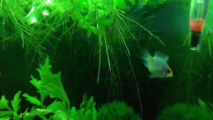 аквариум Fluval flex 57 литров