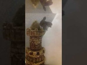 Брачные игры у петушков проходят успешно!!!