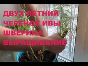 ПАВИВА: Двух летний черенок ивы шверина, посадка черенка в горшок за месяц, покупка черенок ивы ,