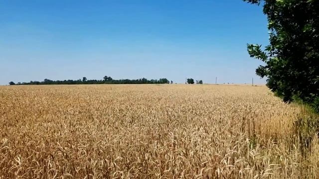 САМВЕЛ АДАМЯН ПОЗВОНИЛ ЗИНЕ. ПОЧЕМУ НЕТ ЦВЕТОВ ОТ АЛЕСИ ЭДИКУ СамвелАдамян saveliyad