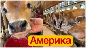 Американская ферма