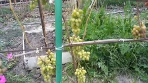 Виноград Виктор. Сто дней вегетации