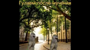 Мемы котиков