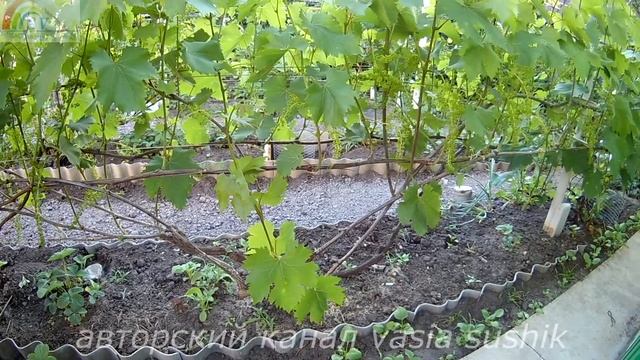 Подкормка винограда перед цветением.Чем подкормить виноград перед цветением