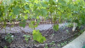 Подкормка винограда перед цветением.Чем подкормить виноград перед цветением