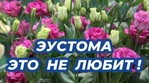 ЧТО НЕ ЛЮБИТ ЭУСТОМА? Эустому нельзя вырастить без этих 5 правил!