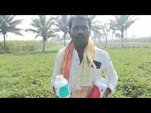 Valagro Solutions MC set Megafol and MC Extra On Watermelon Crop| Valagro Complete Plant nutrition.
