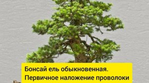 🌲Бонсай. Ель обыкновенная. Продолжение. Результат наложения проволоки. Фиксация скелетных веток.🌲
