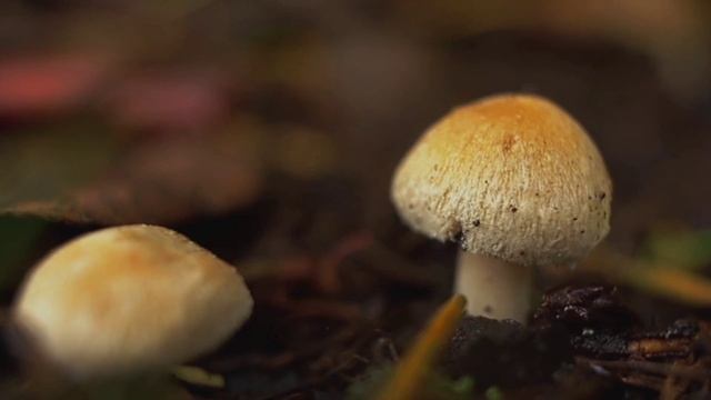 В Грибах больше пользы, Чем вреда? Кому нельзя есть ГРИБЫ?