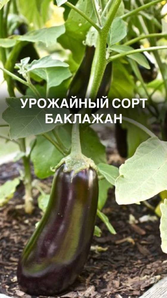 Урожайный сорт баклажан #сад #садогород #мойсад #садогород#садогороддача #садогородсвоимируками #сад