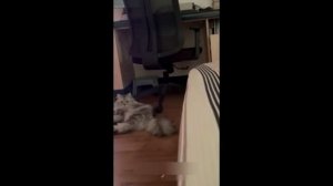 Смешные животные