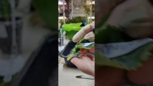 ФИАЛКИ.Сажаю детки и листики с выставки 🌸☘️Присоединяйтесь  #фиалки #посадка #сенполия #plants