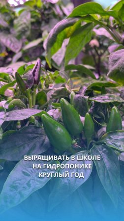 Школьная гидропоника: выращивайте в условиях класса овощи и зелень на воде #shorts