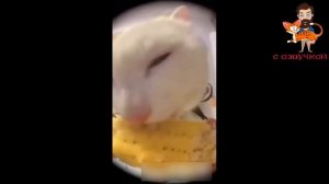 Приколы с котами! С ОЗВУЧКОЙ! - Смешные коты! Самые смешные животные! 2024