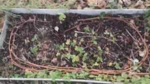 Виноград и многолетняя древесина. Формировка спиралью. Часть 2