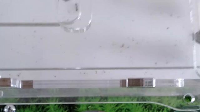 мой формикарий смотреть онлайн