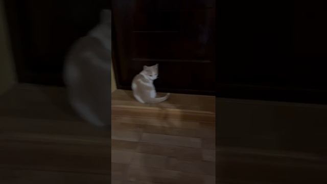 Котята ищут дом