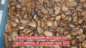 Кофе из желудей Вкусный, ароматный и полезный кофе Больше не покупаю обычный кофе 😌