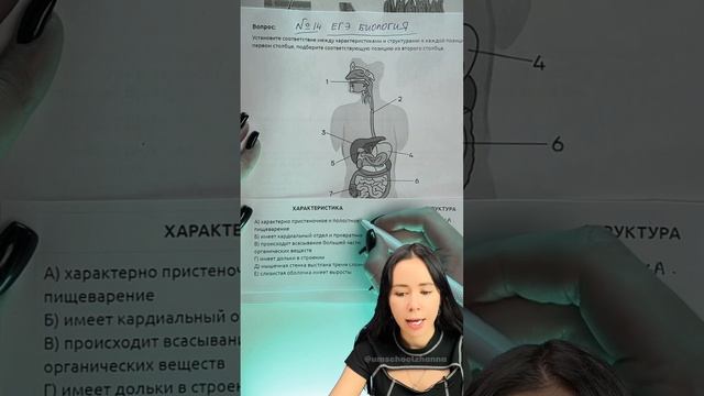 ПИЩЕВАРИТЕЛЬНАЯ СИСТЕМА для ЕГЭ #умскул #биологияегэ #биология #жаннаказанская