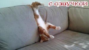 Приколы с котами! Смешные коты! - С ОЗВУЧКОЙ! САМЫЕ СМЕШНЫЕ ЖИВОТНЫЕ!