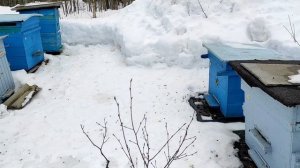 пришла весна, проблемы во всех семьях. чем обработать пчел от клеща весной.