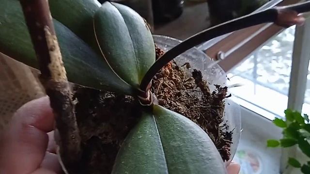 🌿УДОБРЕНИЕ ДЛЯ ОРХИДЕЙ В ПЕРИОД НАРАЩИВАНИЯ ЦВЕТОНОСОВ🌿🌿🌿