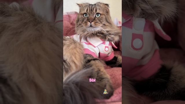 Я сам тыгыдыкаю, как коник🐎😹 #смешныекотики #смешныеживотные #юмор