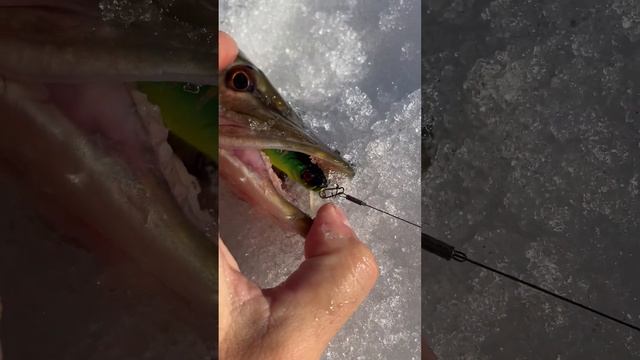 Весенняя щука на Tiny Magallon #shorts #pike #jackall #fishing #pikefishing #fishingvideo #spinning