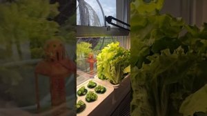 Система выращивания Агроло и салат из магазина