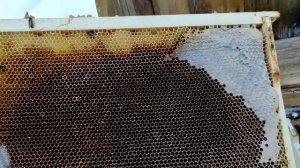 проблемма с зимовкой решена