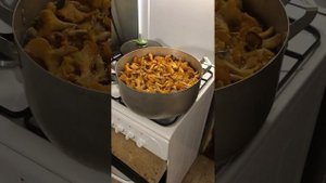 Лисички на хранение