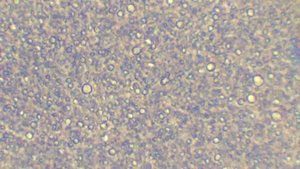 Молоко под микроскопом. Фазовый-контраст. | Milk under the microscope. Phase-contrast.