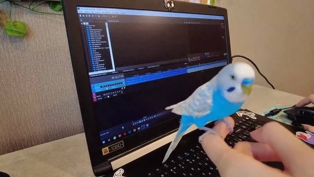 НЕУДАЧНЫЕ КОЛЛАБЫ И НЕВЫШЕДШИЕ РОЛИКИ / творческие неудачи