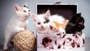 котятки