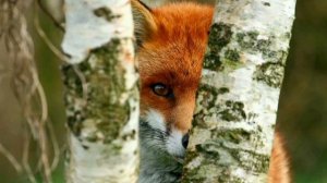 Как волк с лисой в курятник лазили. (малышам). Испанская сказка, народов Европы.