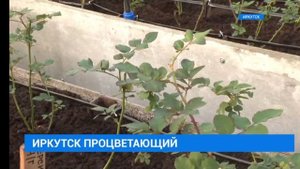 О новых теплицах в Горзеленхоз, Иркутск