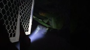 Đen pin siêu sáng led P70 P90