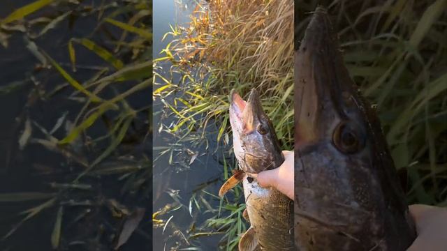С Norstream Experience любая рыбалка будет клёвой! #shorts #рыбалка #fishing #norstream #спиннинг