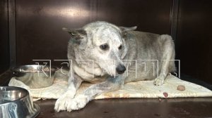 Семейная пара устроила самосуд над псом, который 7 лет жил в подъезде многоквартирного дома