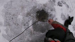 Жерлицы проверка. День пятый. Щука 10 кг.