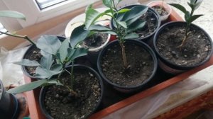 Что с листвой у цитрусов