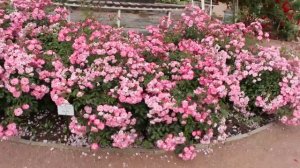 Бот. сад им. Н.В.Багрова. Розарий