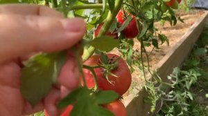 ОБЗОР ТОМАТОВ 2024, часть 2 (ДЕТЕРМИНАНТНЫЕ, ПОЛУДЕТЕРМИНАНТНЫЕ СОРТА, ЧЕРРИ, ГНОМЫ) высылаю семена